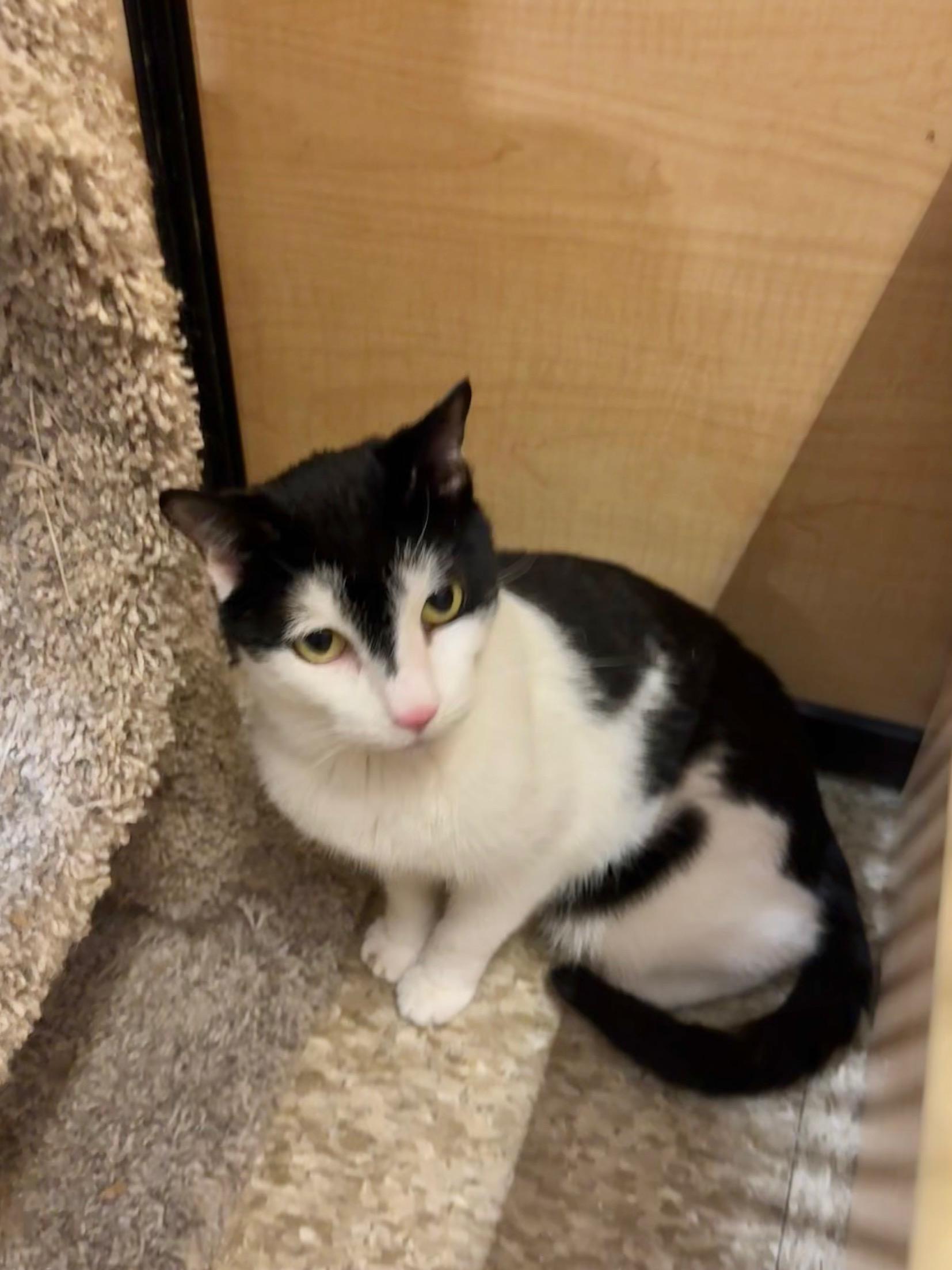 Wolf, a Adoptable Domestic Short Hair in Springfield, PA image 3/4