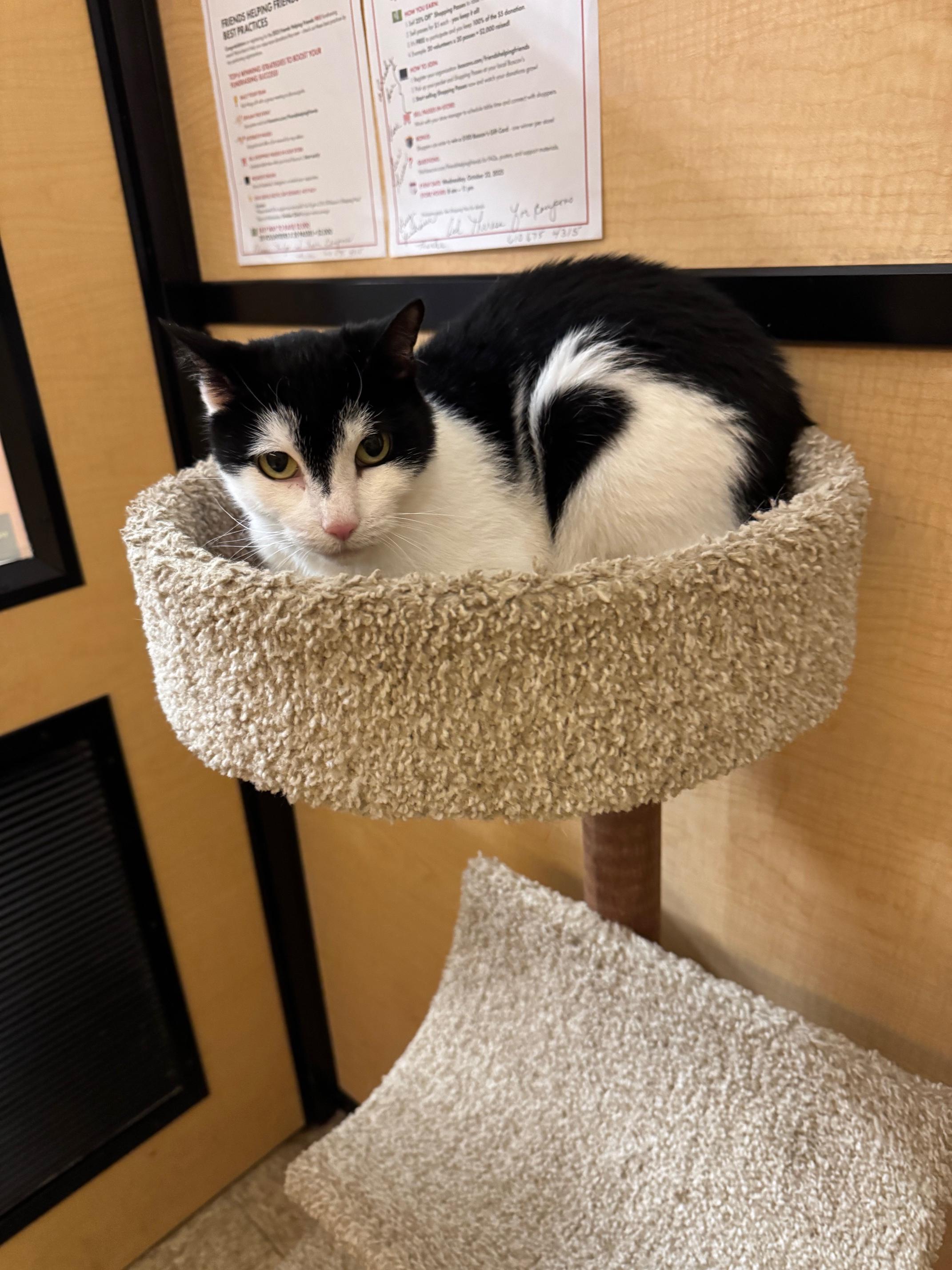 Wolf, a Adoptable Domestic Short Hair in Springfield, PA image 4/4