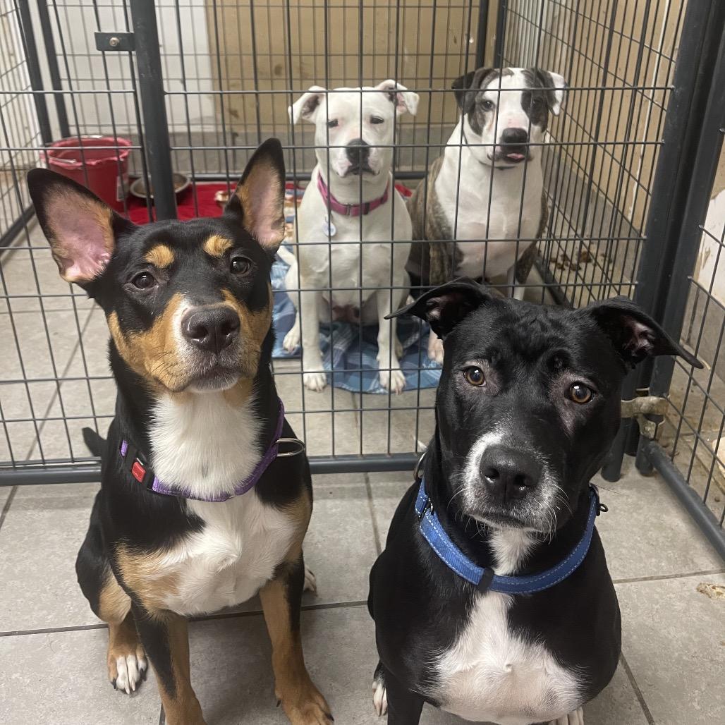 Louise, Adoptable, Young Female Australian Kelpie & Mixed Breed.