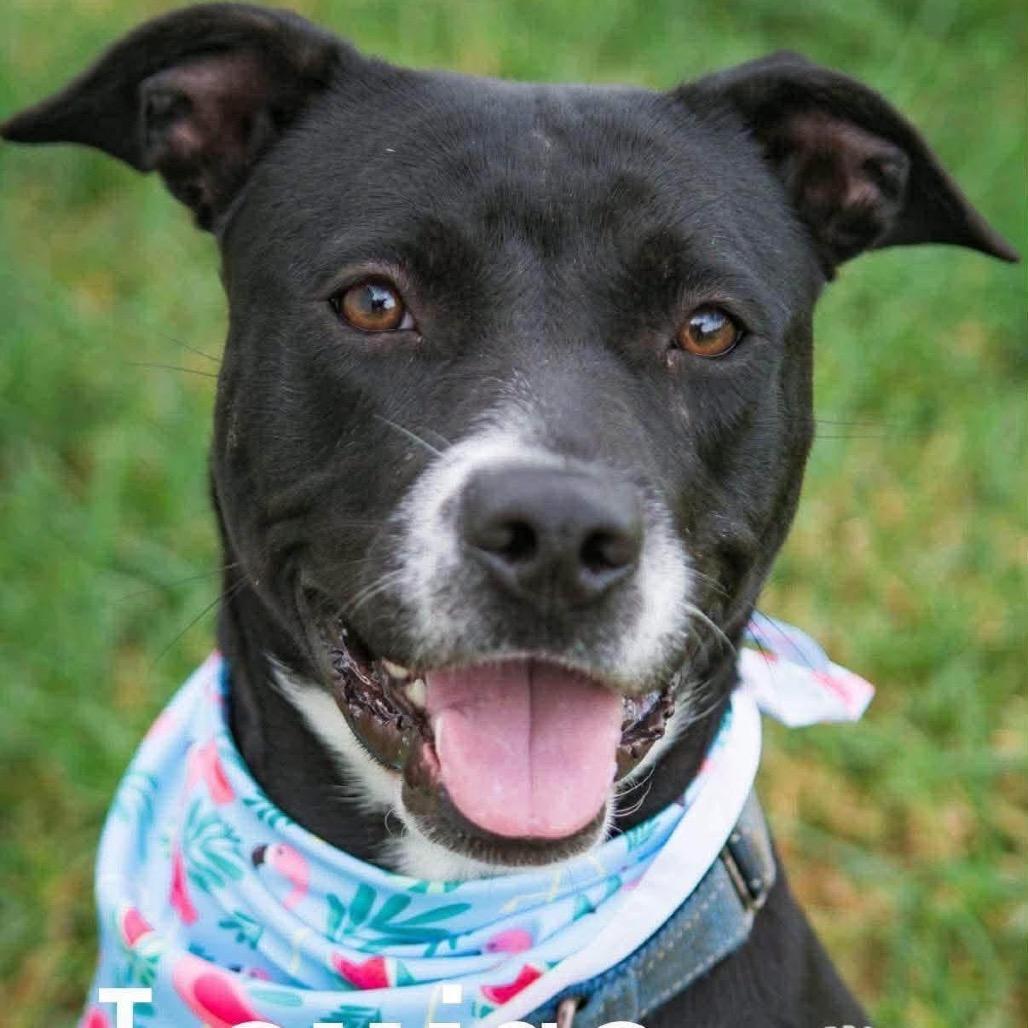 Louise, Adoptable, Young Female Australian Kelpie & Mixed Breed.