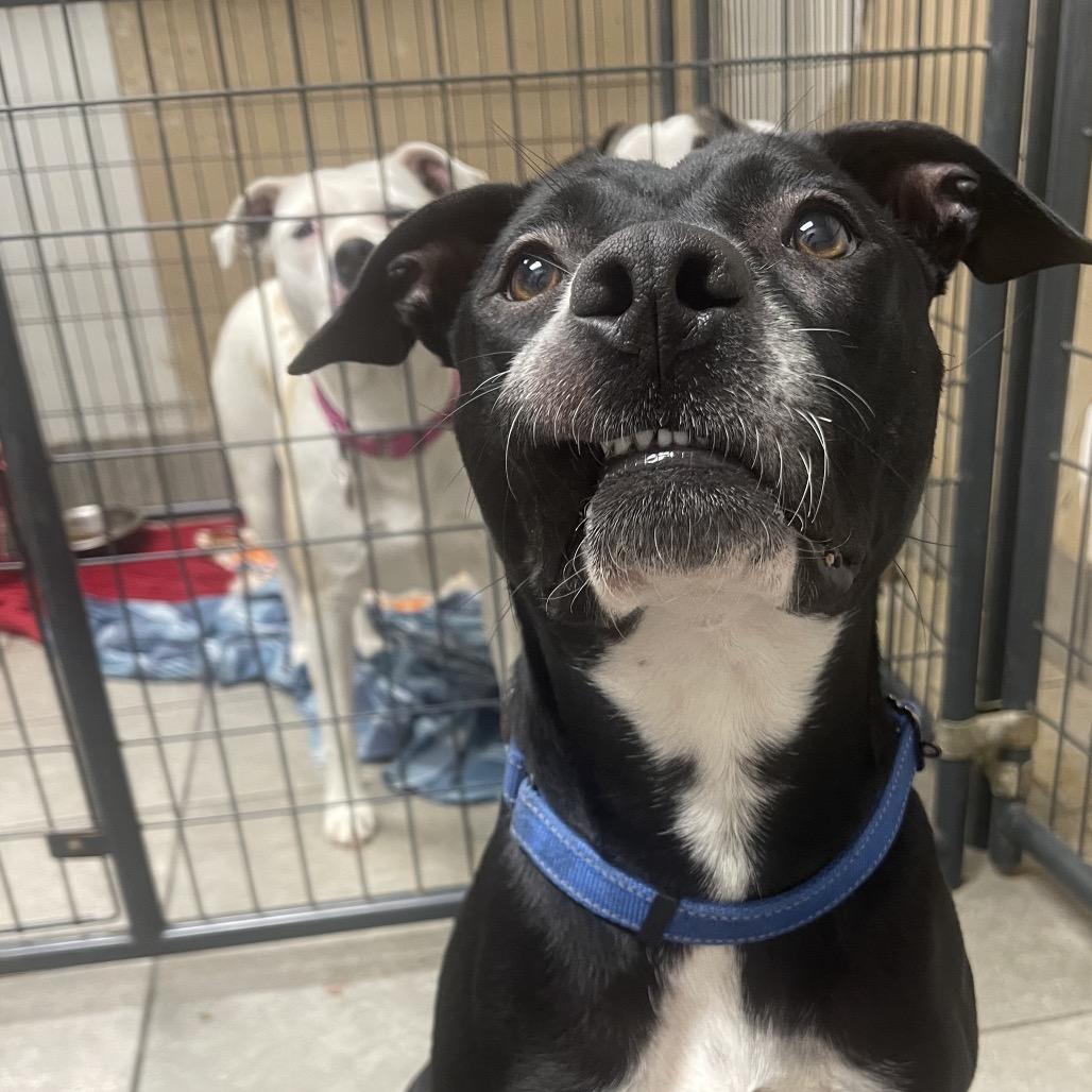Louise, a Adoptable mixed breed in Collinsville , OK image 3/6