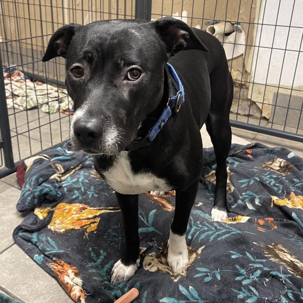 Louise, a Adoptable mixed breed in Collinsville , OK image 4/6