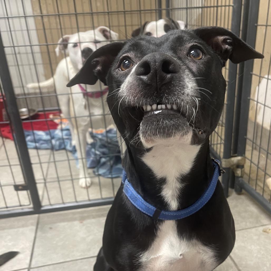 Louise, a Adoptable mixed breed in Collinsville , OK image 5/6