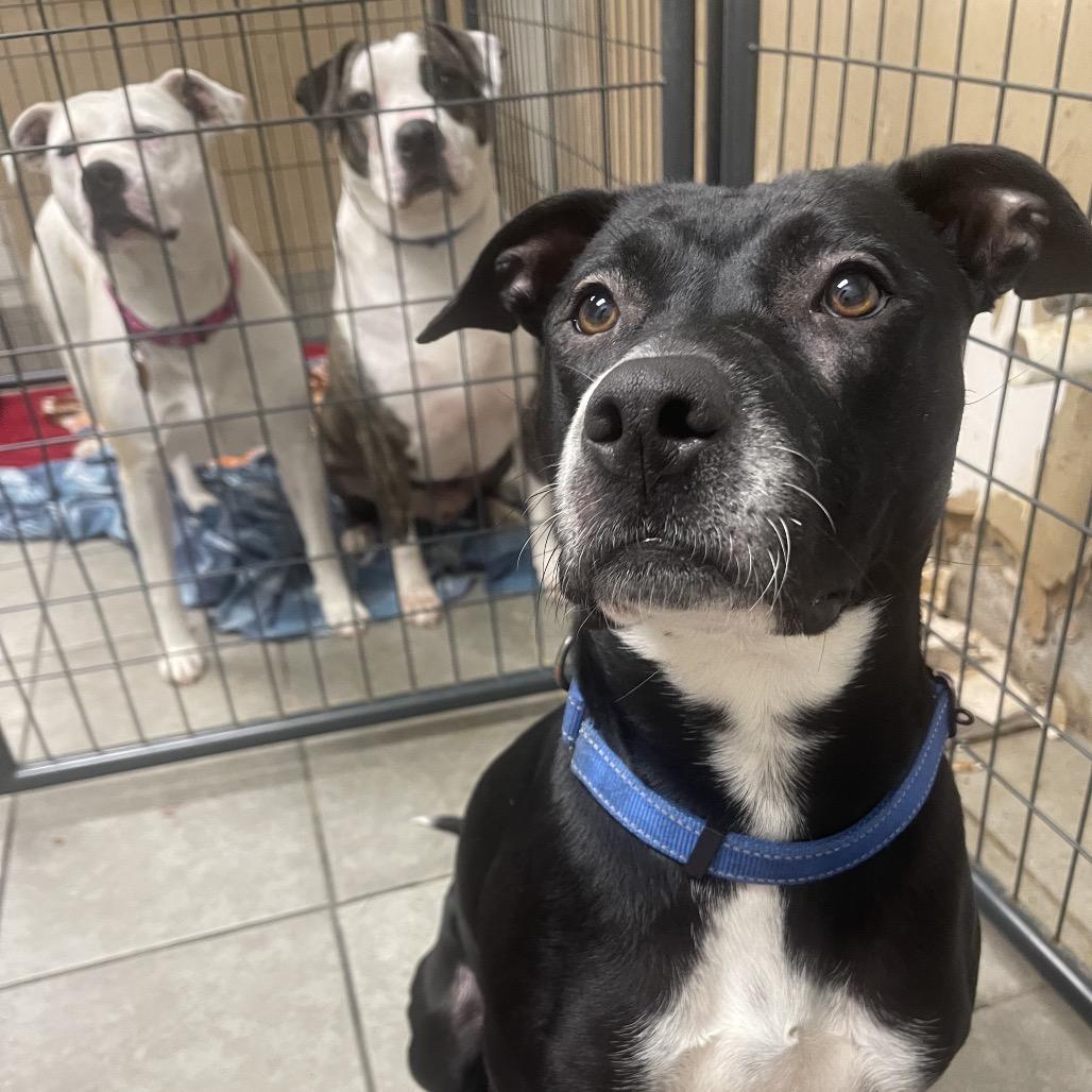 Louise, a Adoptable mixed breed in Collinsville , OK image 6/6
