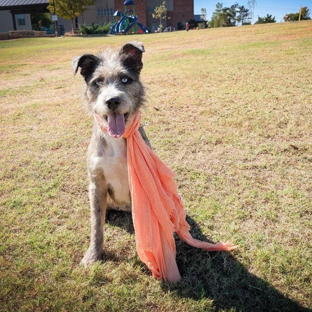 Enlarge Quizlet, a Adoptable Mixed Breed in Norman, OK image 1/2