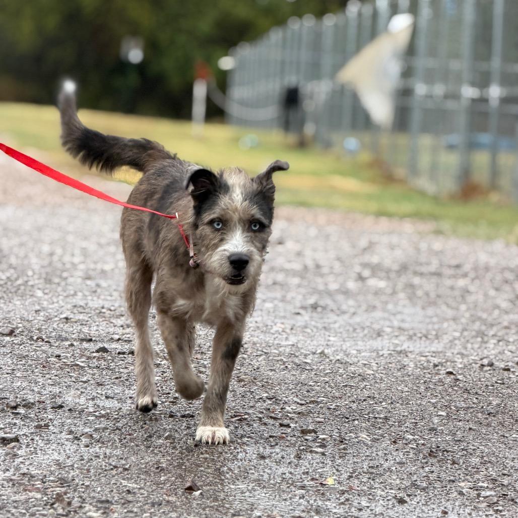 Enlarge Quizlet, a Adoptable Mixed Breed in Norman, OK image 2/2