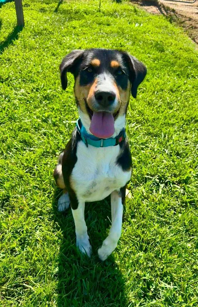 Laney, Adoptable, Adult Female Hound.
