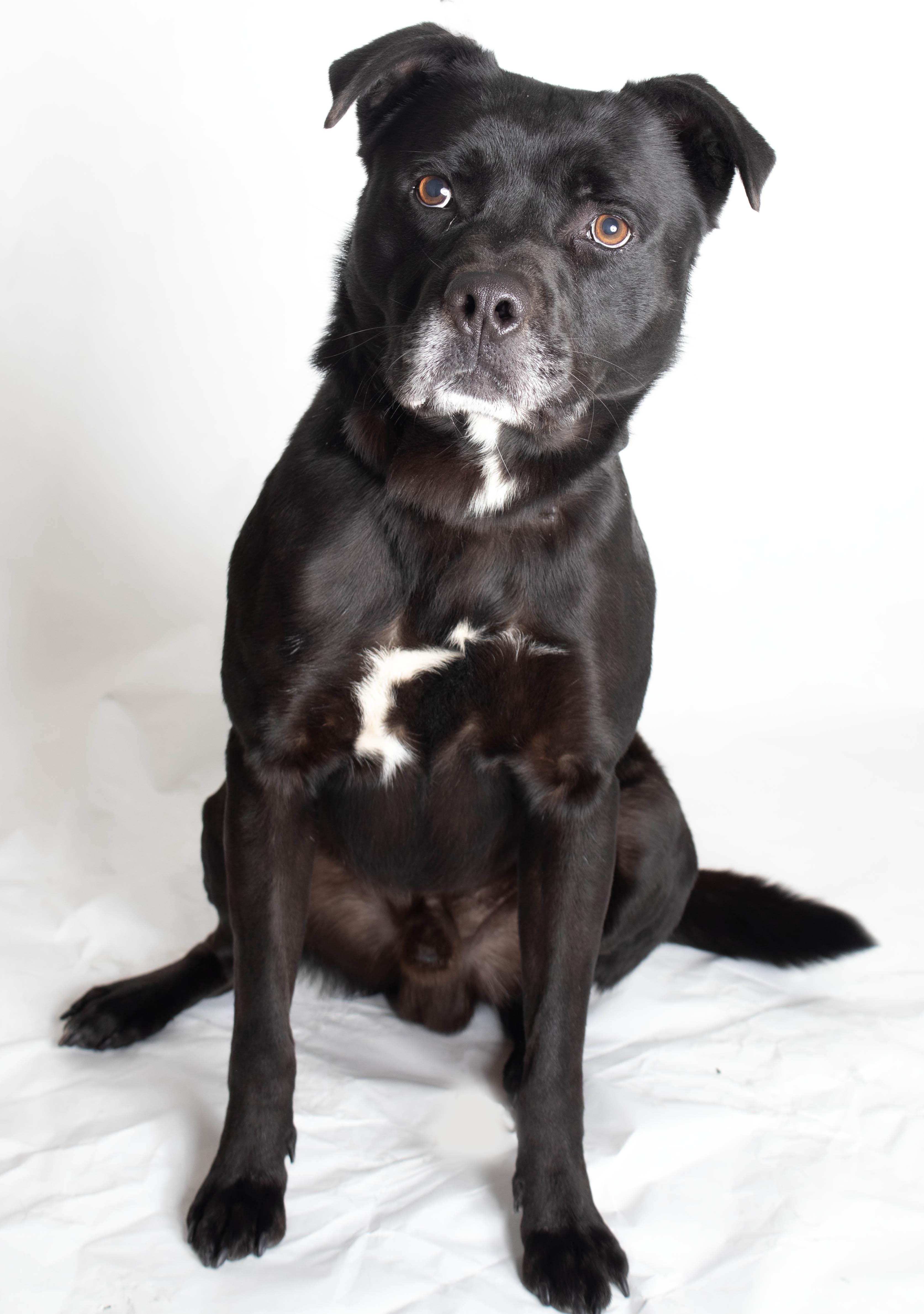 Willis, Adoptable, Adult Male Black Labrador Retriever.