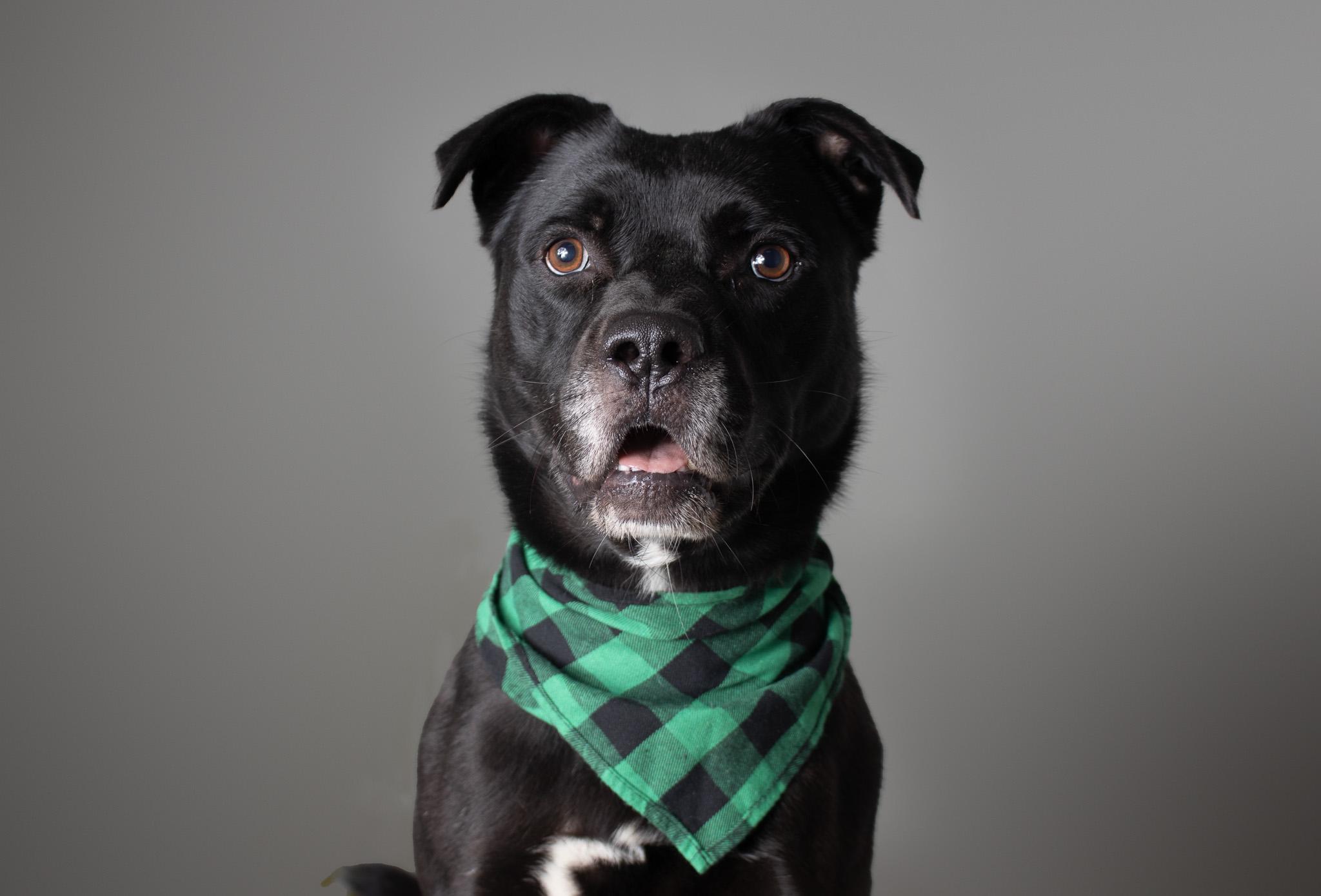 Willis, a Adoptable mixed breed in Plaquemine, LA image 1/2