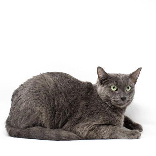 Enlarge Verraucht, a Adopted Domestic Short Hair in Florence, AZ image 1/1