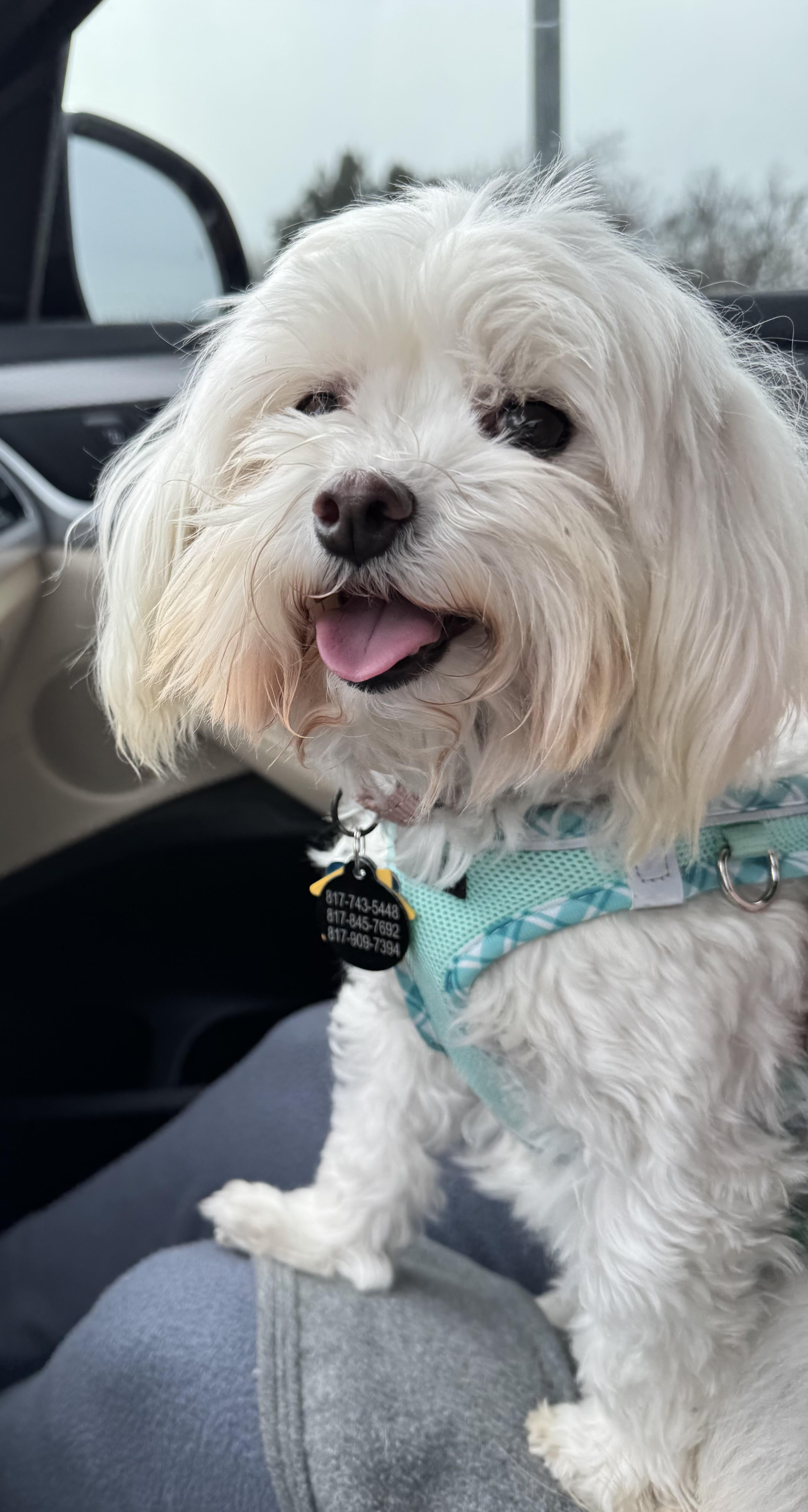 Rebel Miller, Adoptable, Adult Female Yorkshire Terrier.