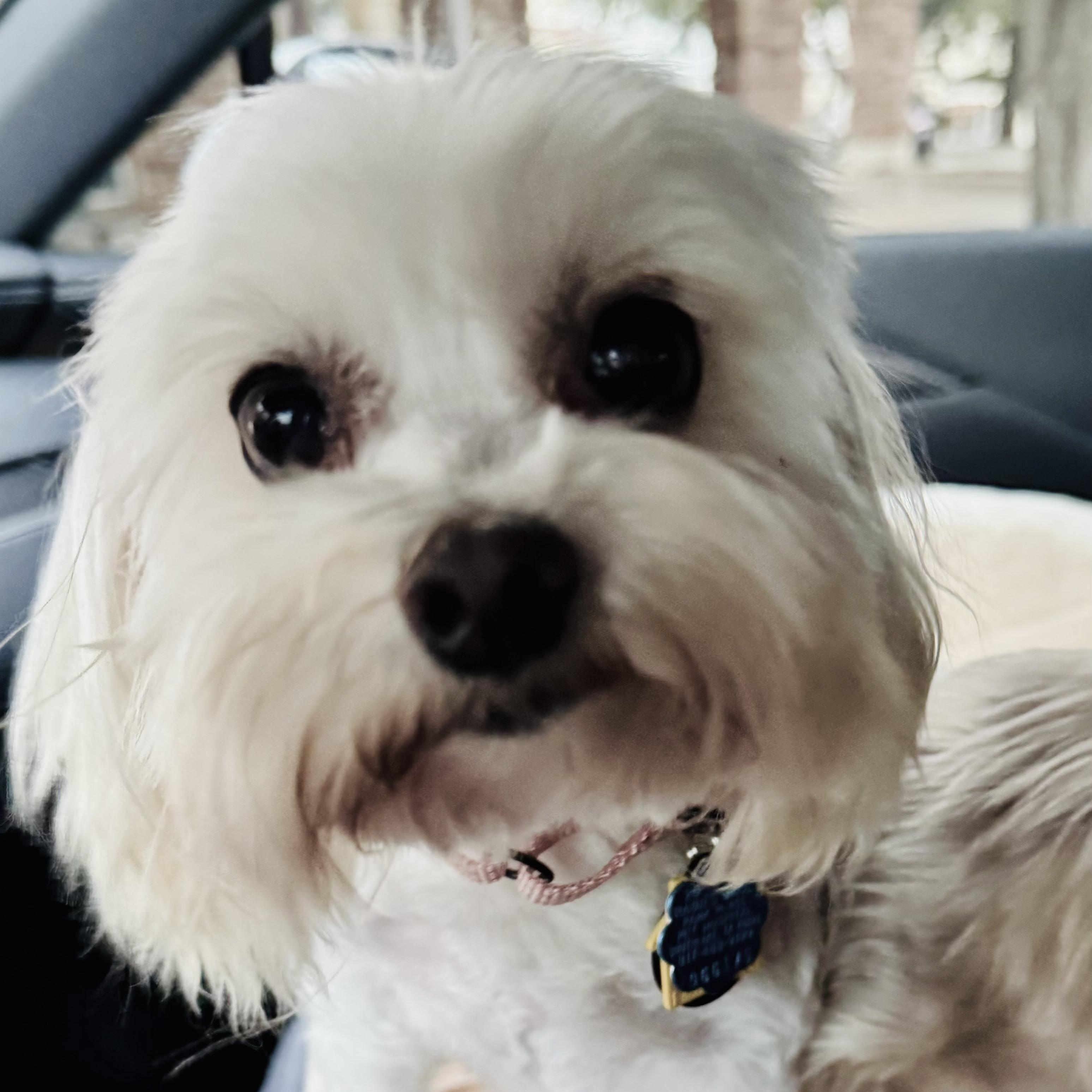 Rebel Miller, Adoptable, Adult Female Yorkshire Terrier.