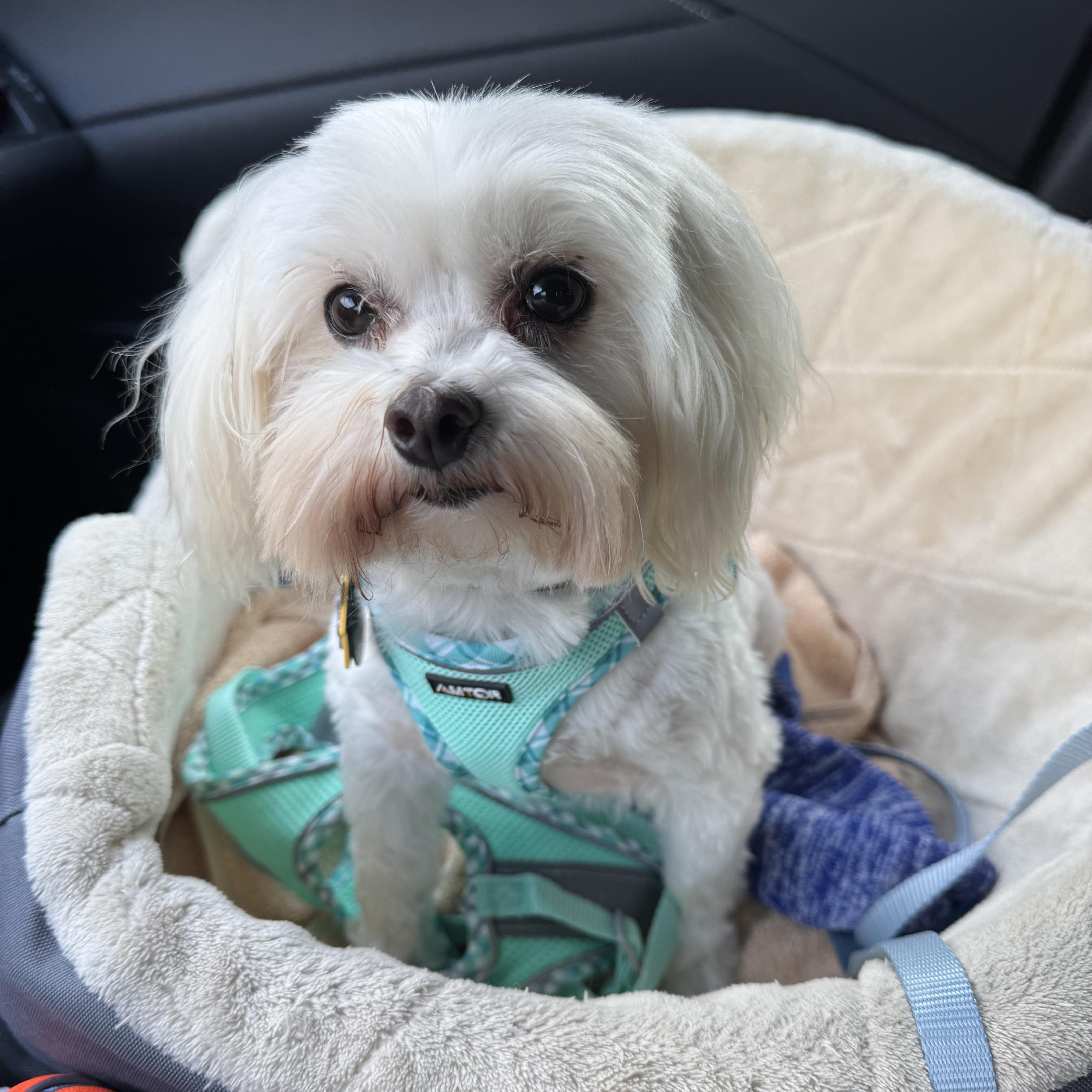 Enlarge Rebel Miller, a Adoptable Yorkshire Terrier in Plano, TX image 3/3