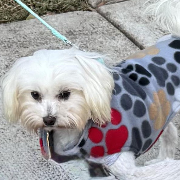 Enlarge Rebel Miller, a Adoptable Yorkshire Terrier in Plano, TX image 2/3