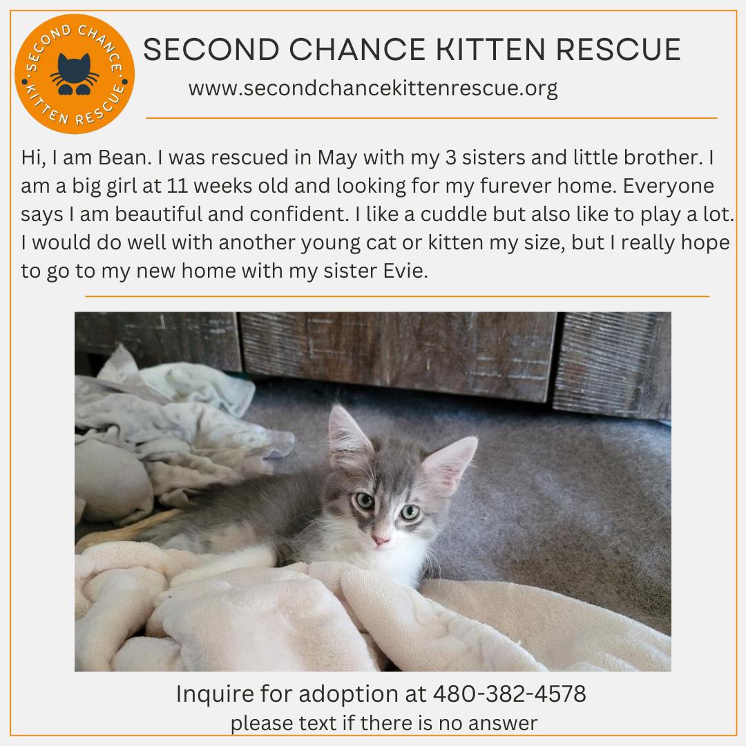 BEAN, Adopted, Kitten Female Domestic Long Hair.