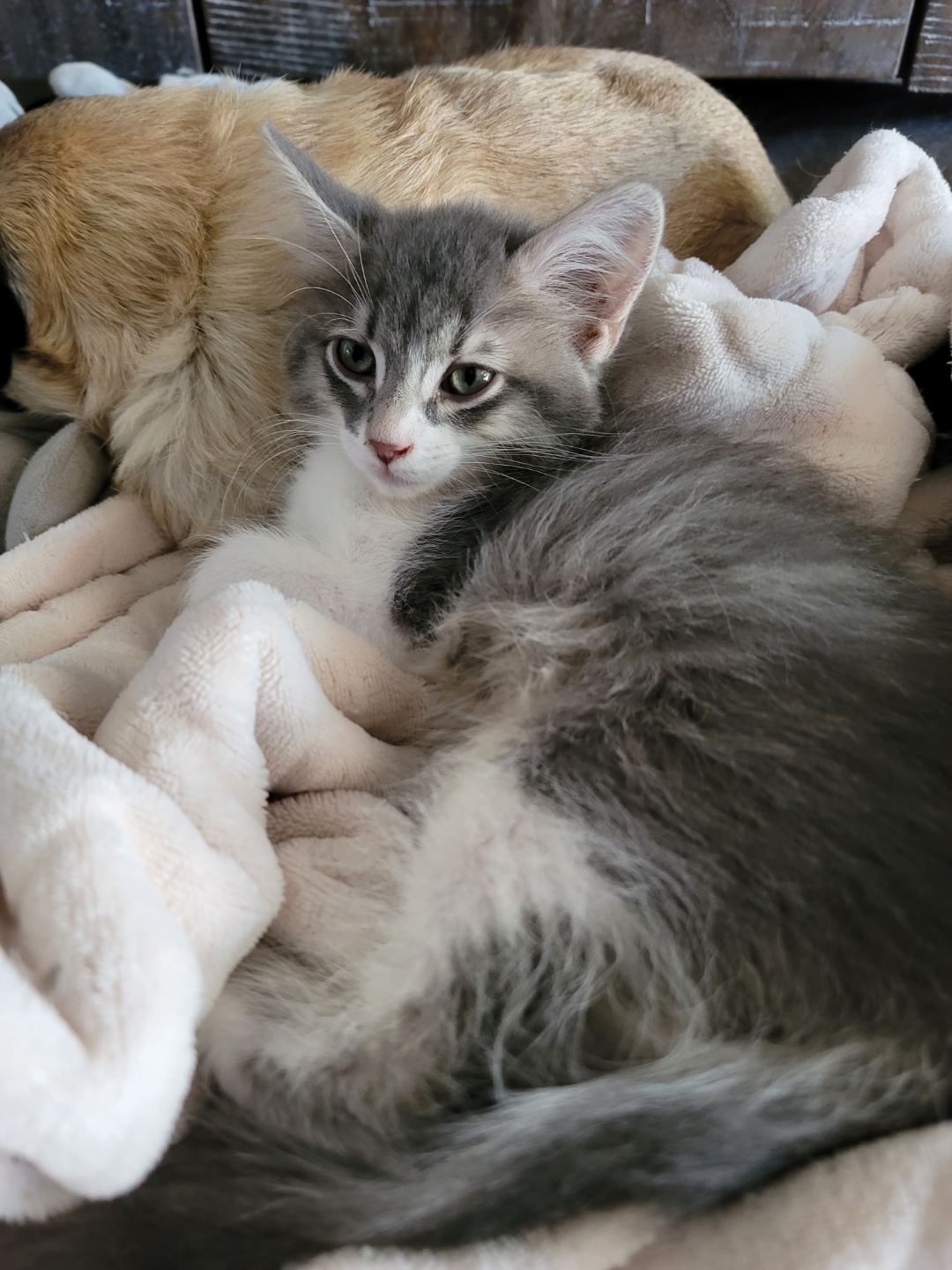 BEAN, a Adopted Domestic Long Hair in PHOENIX, AZ image 2/4