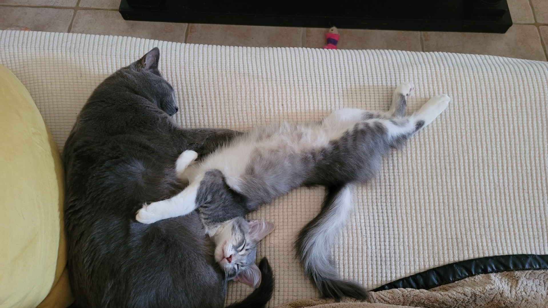 BEAN, a Adopted Domestic Long Hair in PHOENIX, AZ image 3/4