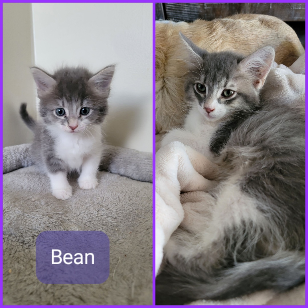 BEAN, a Adopted Domestic Long Hair in PHOENIX, AZ image 4/4