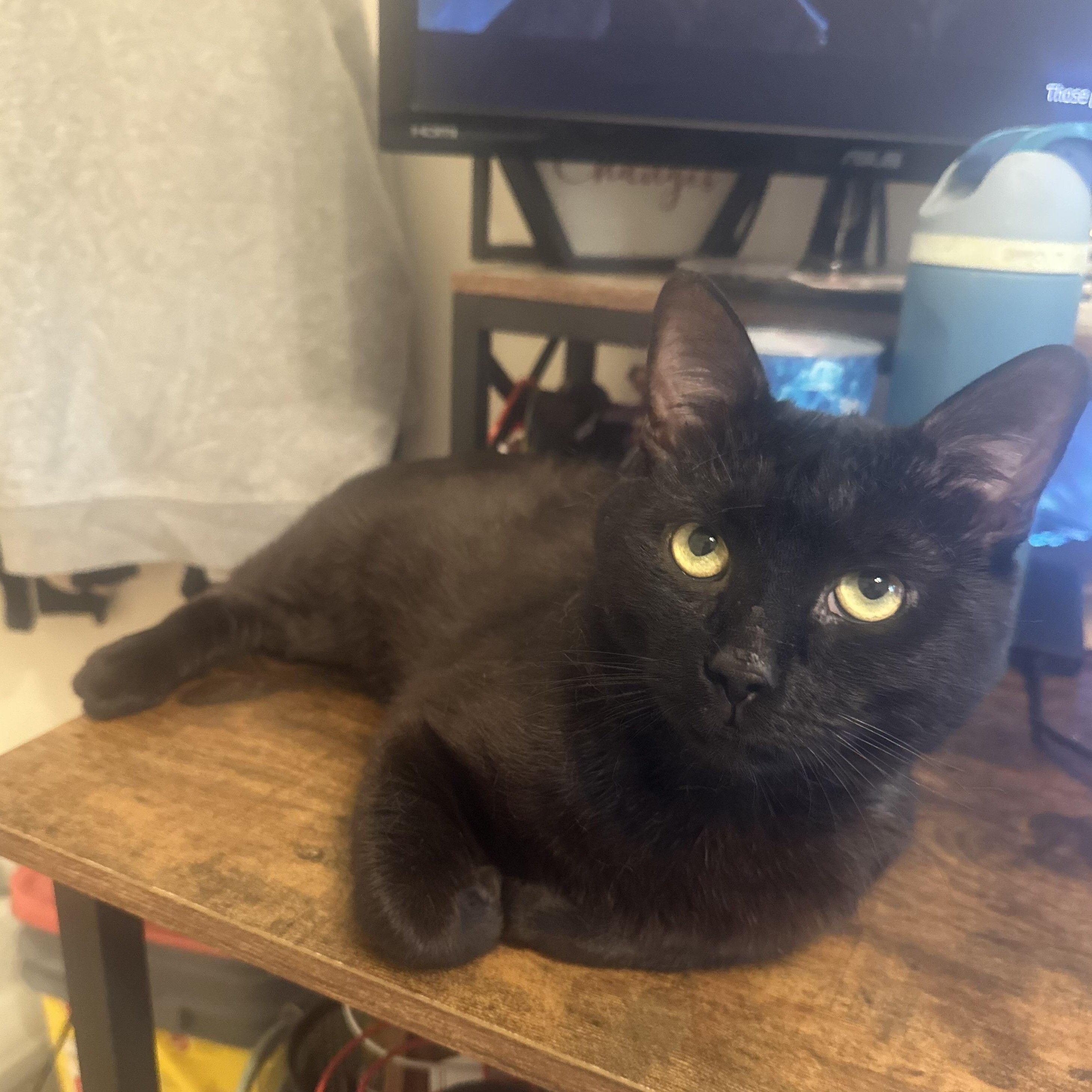 OG, a ADOPTABLE Domestic Short Hair in Weehawken, NJ image 1/6