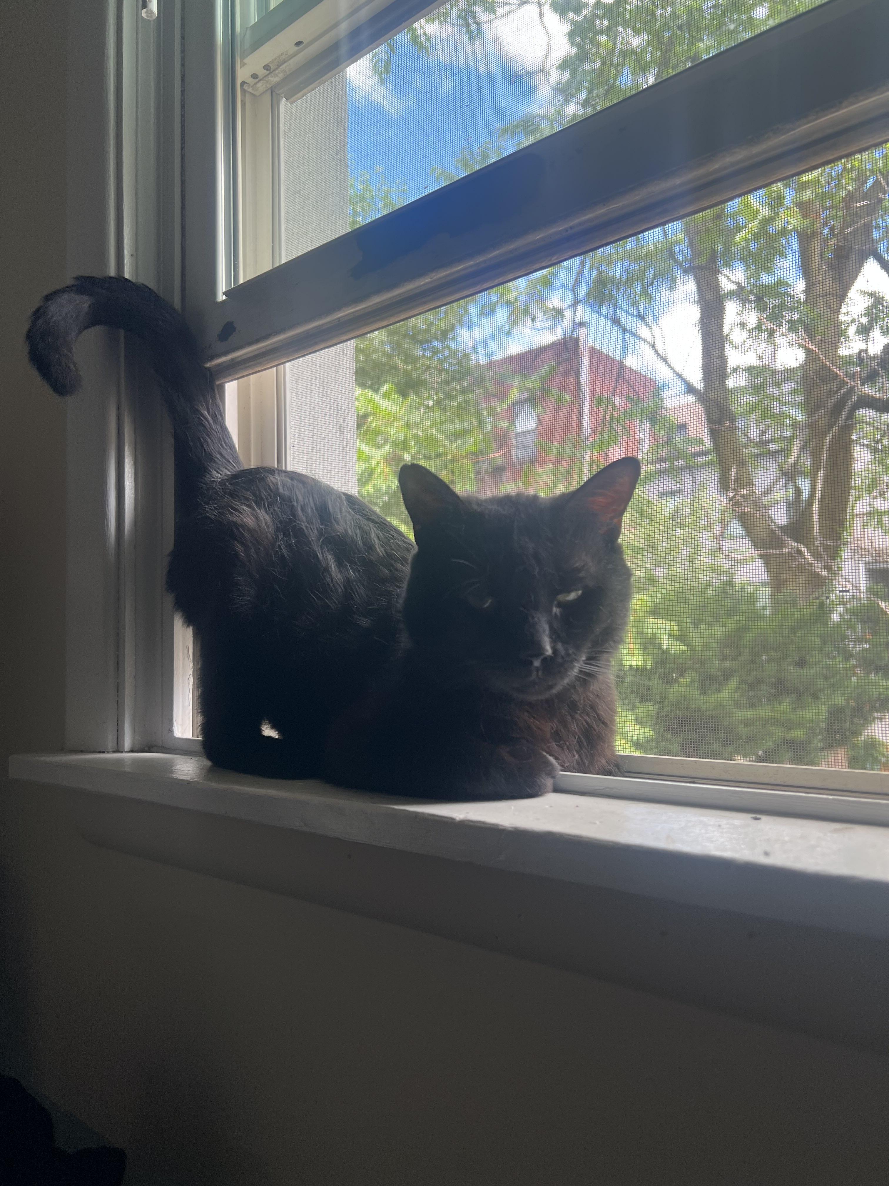 OG, a ADOPTABLE Domestic Short Hair in Weehawken, NJ image 2/6