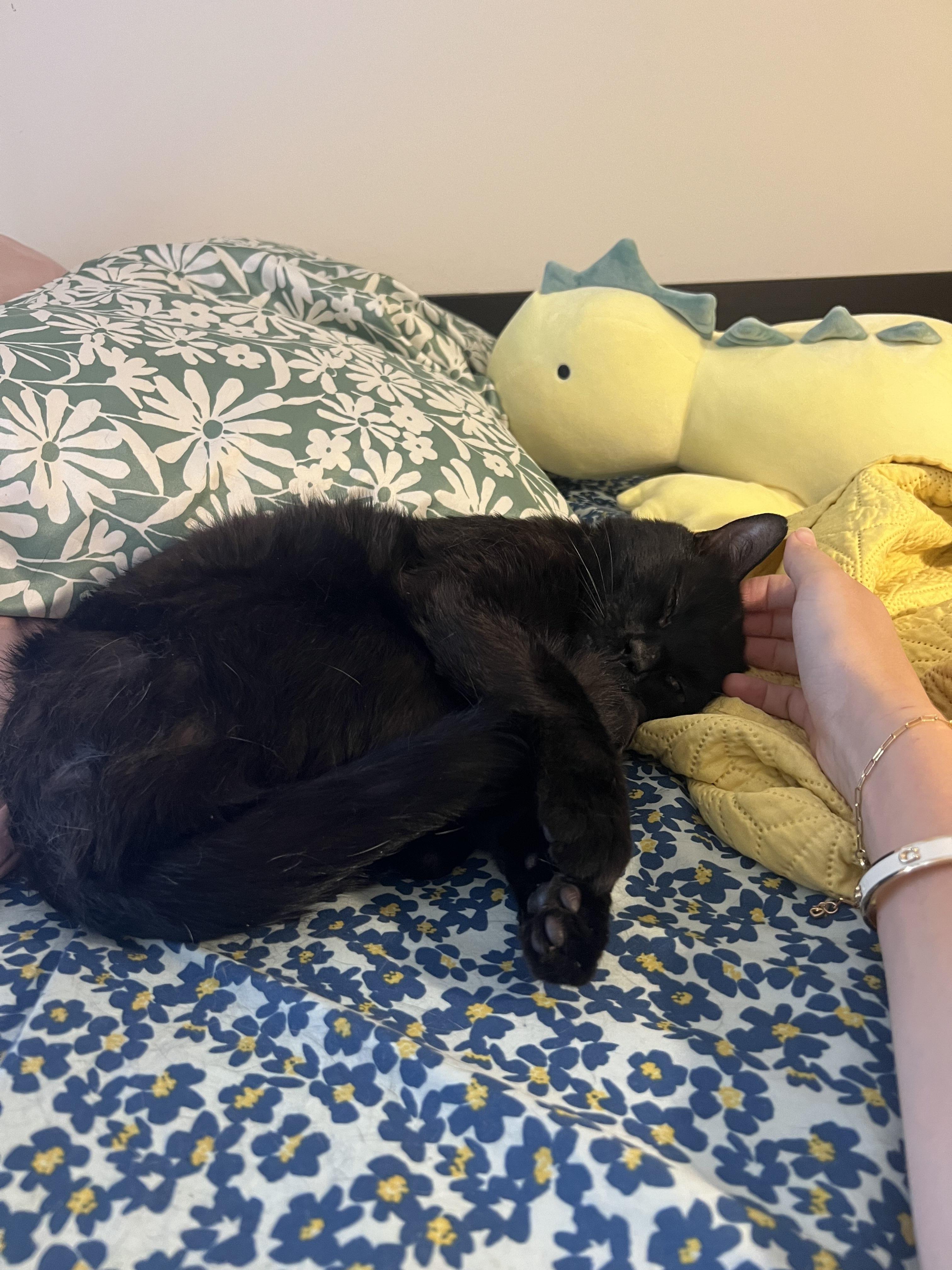 OG, a ADOPTABLE Domestic Short Hair in Weehawken, NJ image 4/6