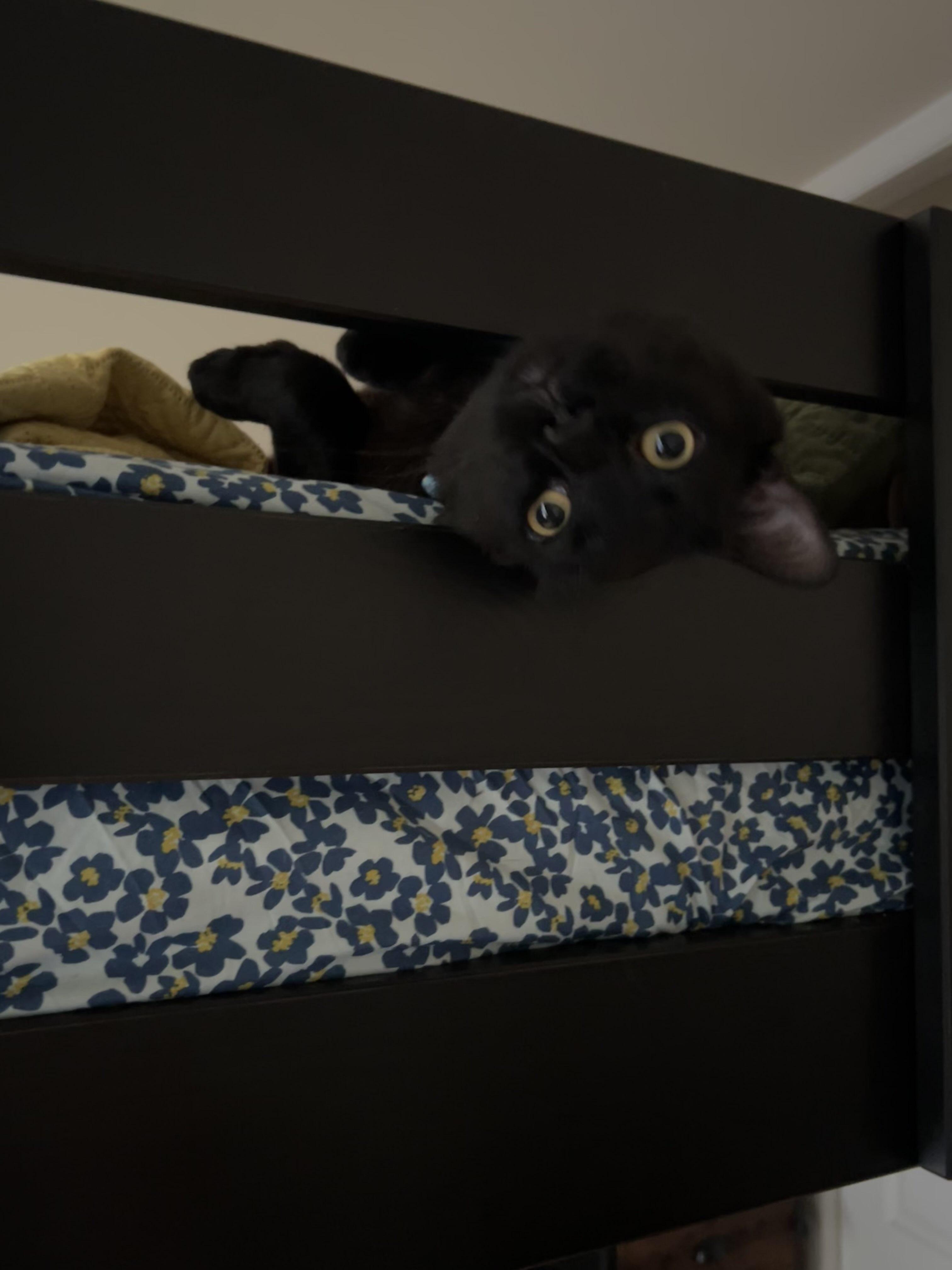 OG, a ADOPTABLE Domestic Short Hair in Weehawken, NJ image 5/6