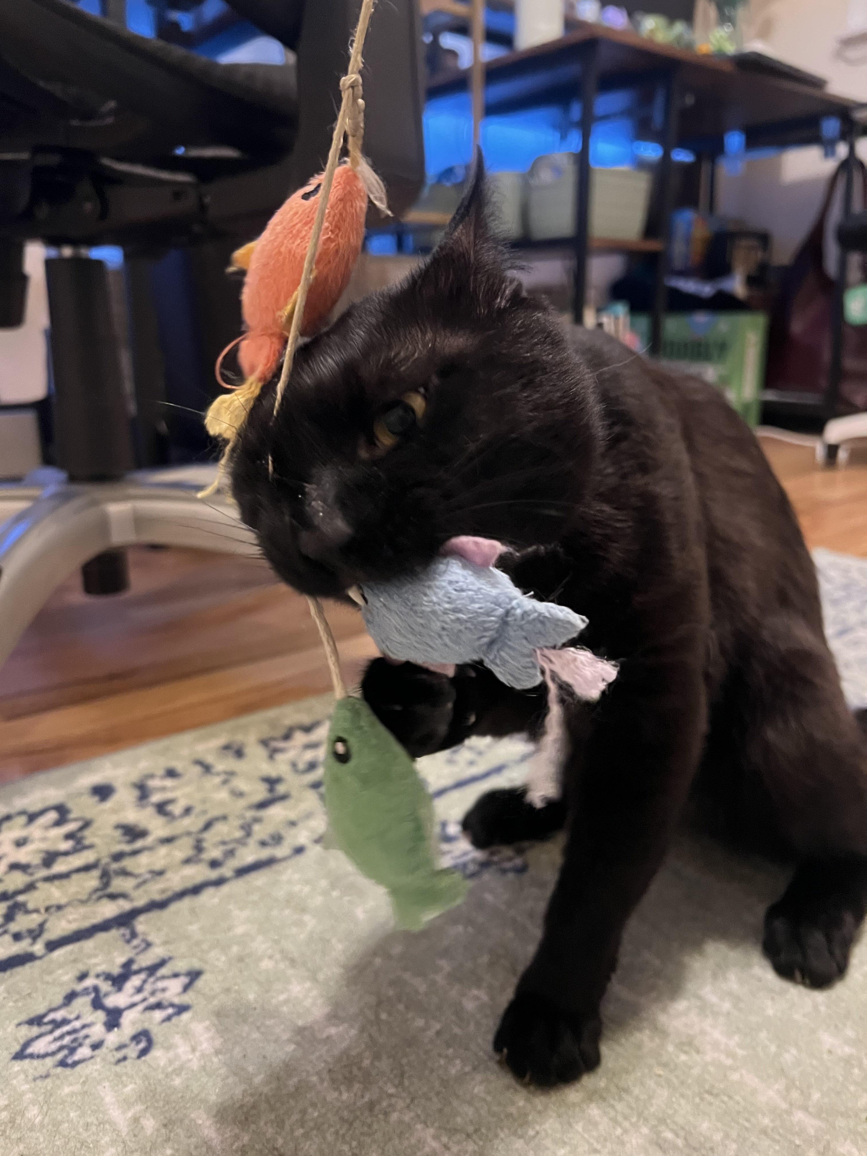OG, a ADOPTABLE Domestic Short Hair in Weehawken, NJ image 6/6