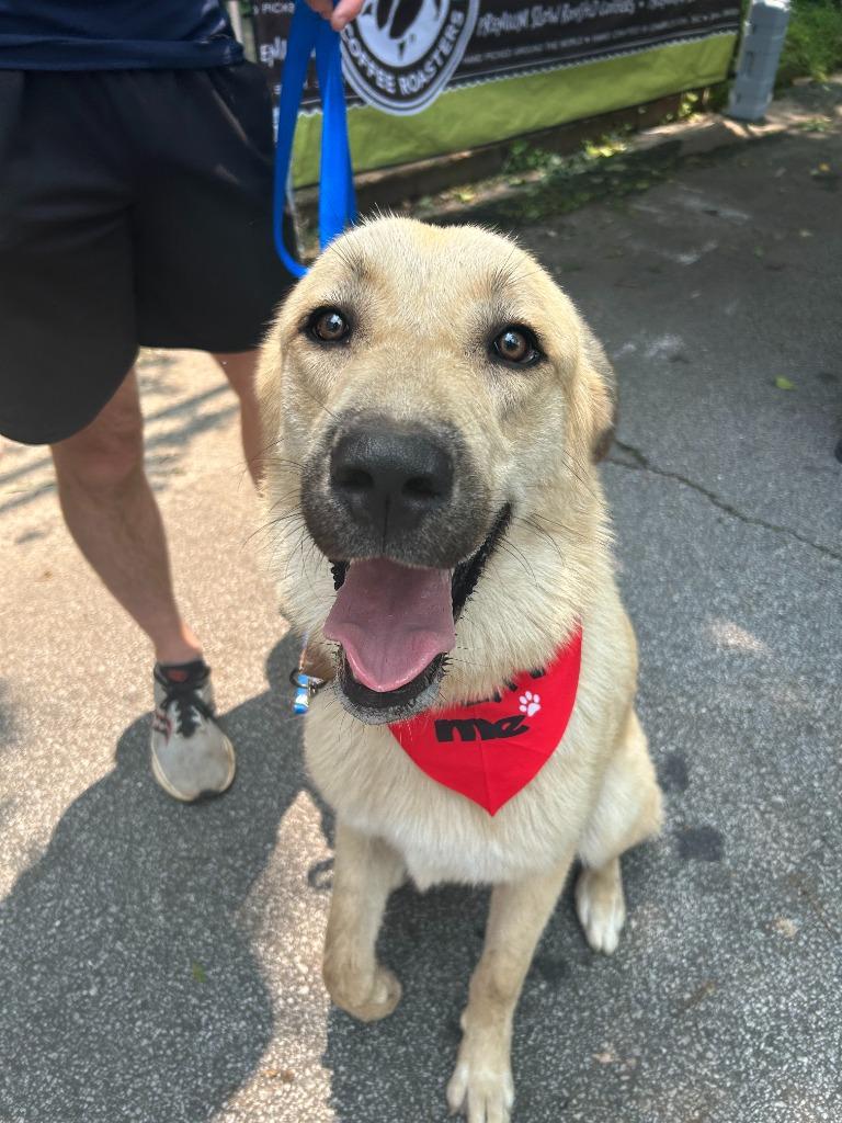 Charlie, Adoptable, Young Male Great Pyrenees & Anatolian Shepherd.