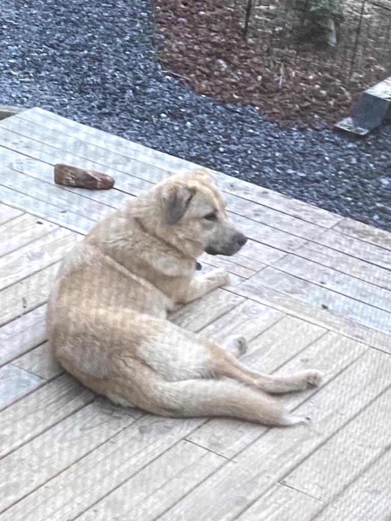 Enlarge Charlie, a Adoptable mixed breed in Sharpsburg, GA image 2/5