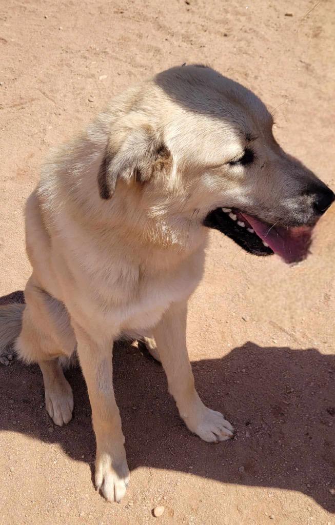 Enlarge Charlie, a Adoptable mixed breed in Sharpsburg, GA image 3/5