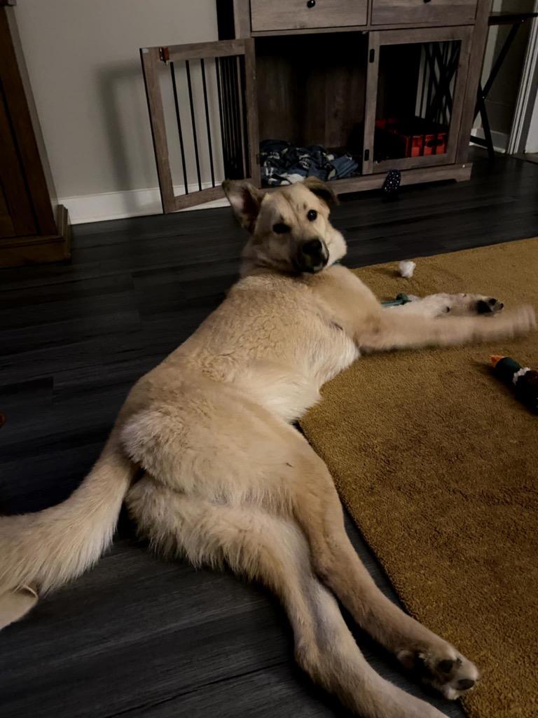 Enlarge Charlie, a Adoptable mixed breed in Sharpsburg, GA image 5/5