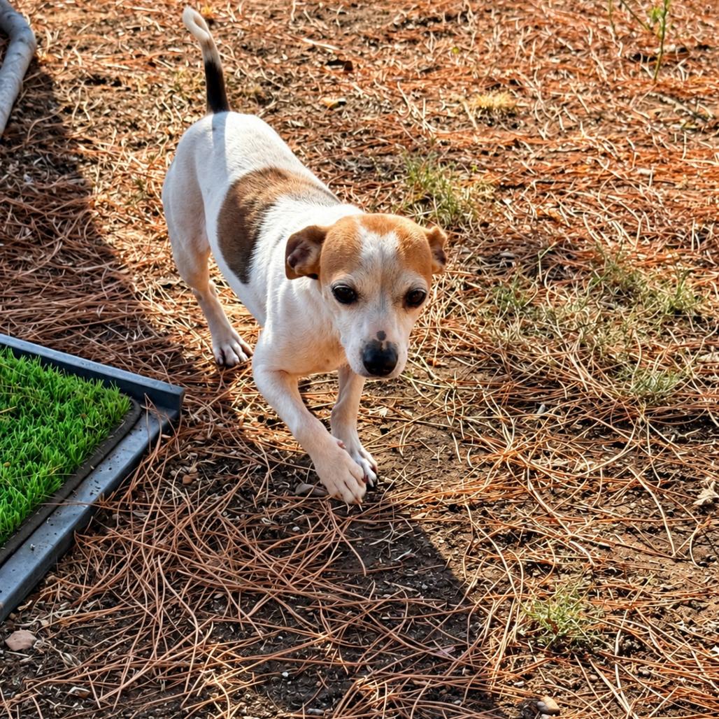 Mable (*), Adoptable, Adult Female Chihuahua & Mixed Breed.
