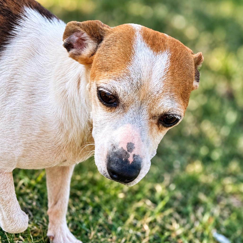 Enlarge Mable (*), a Adoptable mixed breed in Sacramento, CA image 2/3