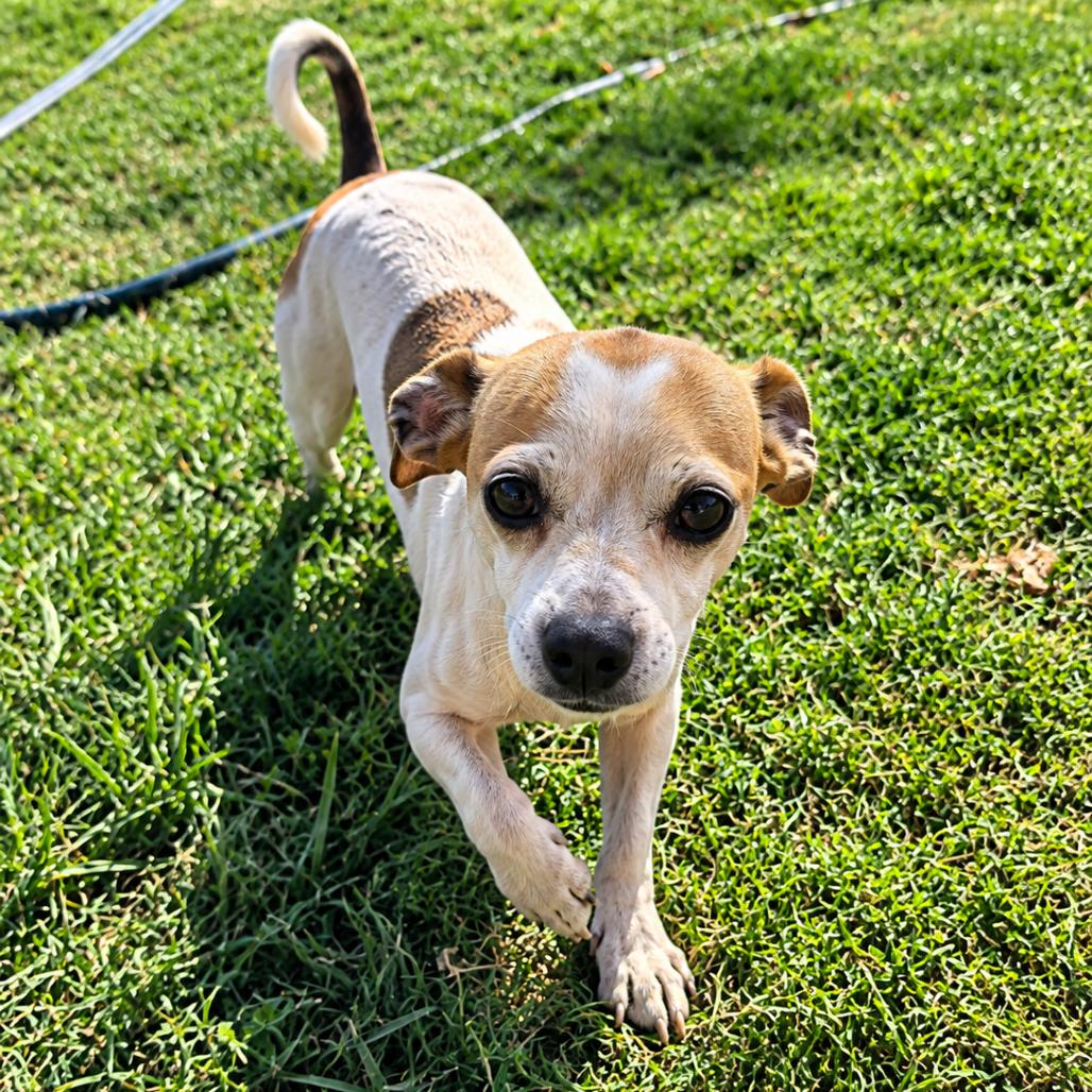 Enlarge Mable (*), a Adoptable mixed breed in Sacramento, CA image 3/3