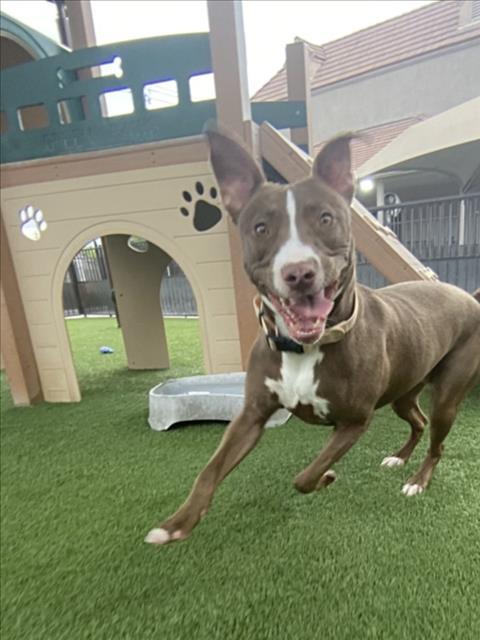 GINGER, Adoptable, Adult Female Pit Bull Terrier & Mixed Breed.