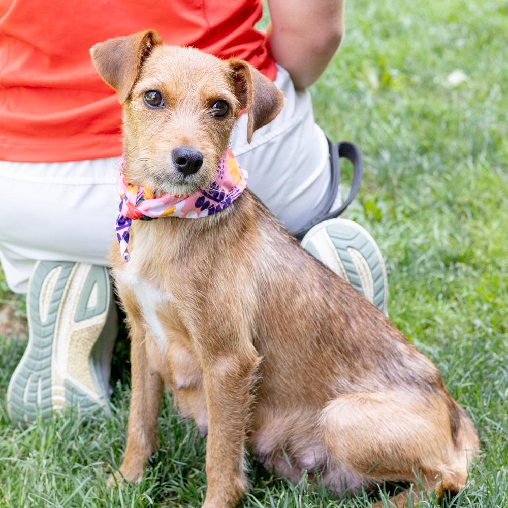 Raquel (Female), an adopted mixed breed in West Grove, PA image 2/6