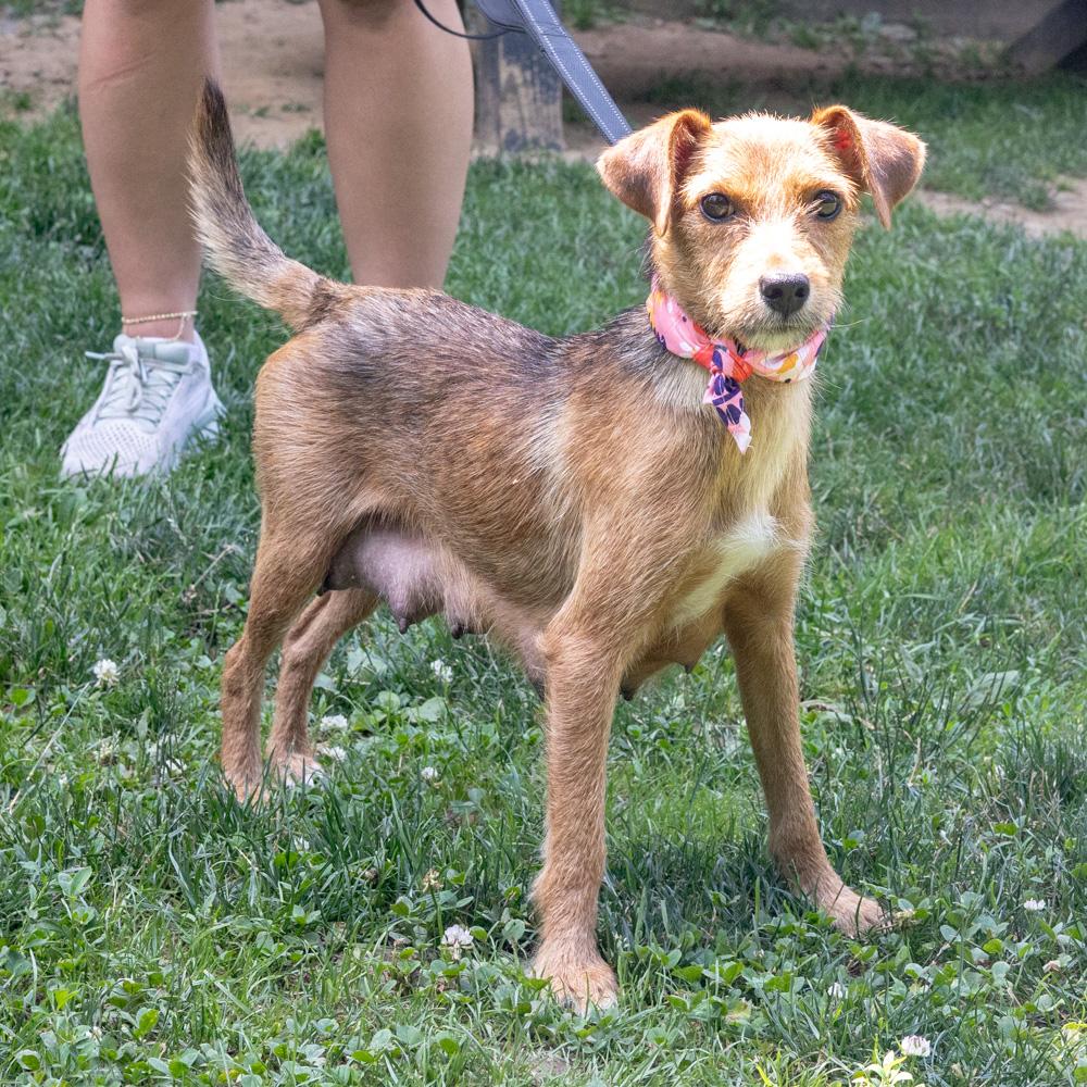 Raquel (Female), an adopted mixed breed in West Grove, PA image 3/6