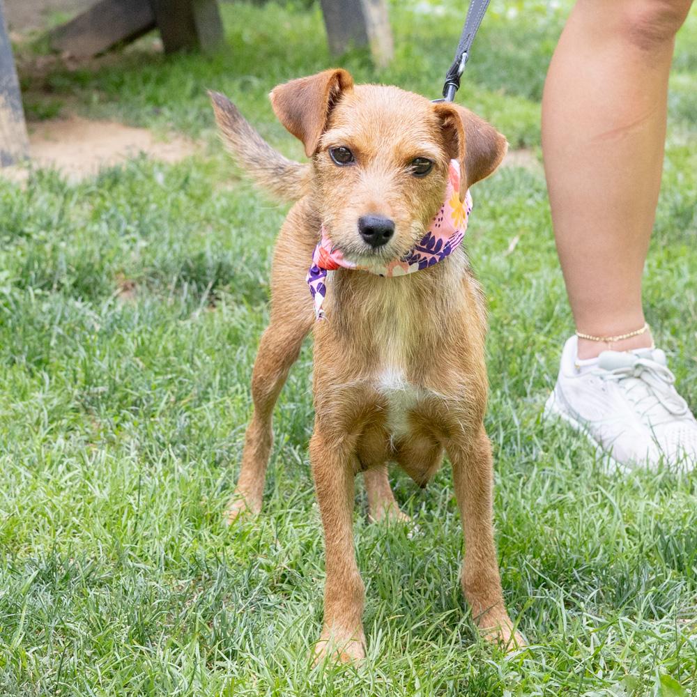 Raquel (Female), an adopted mixed breed in West Grove, PA image 5/6