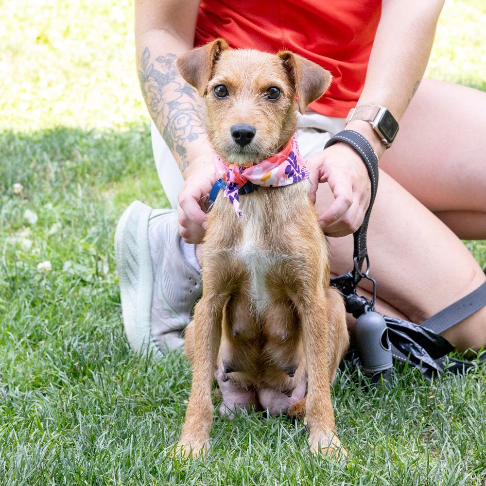 Raquel (Female), an adopted mixed breed in West Grove, PA image 4/6