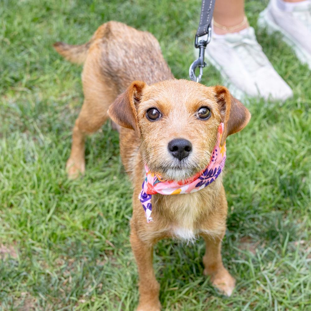 Raquel (Female), an adopted mixed breed in West Grove, PA image 1/6