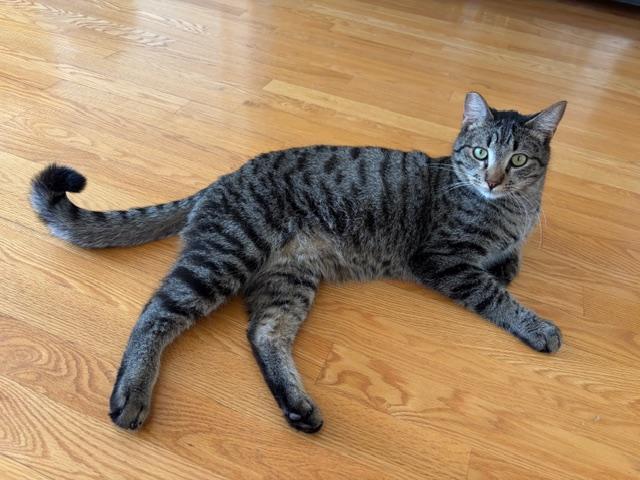 Chicken, ADOPTABLE, Kitten Male Tabby.