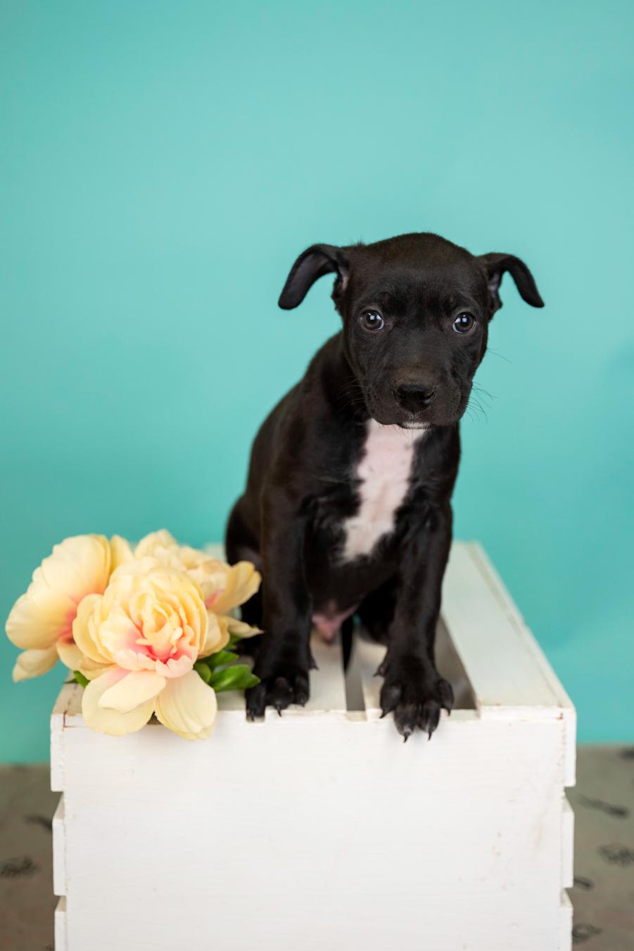 299-26, adopted, Puppy Male Australian Cattle Dog / Blue Heeler.