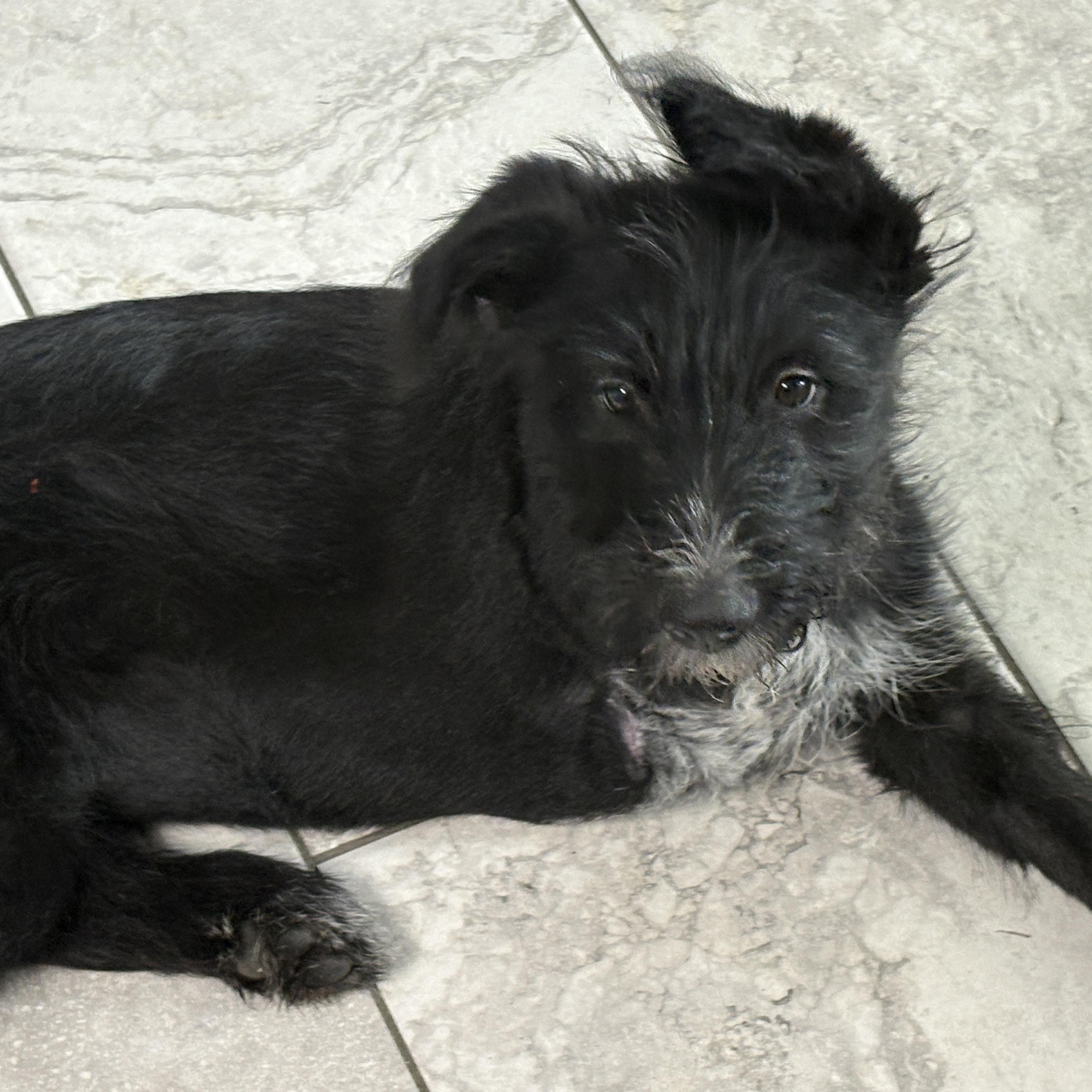 Tiana, ADOPTABLE, Puppy Female Scottish Terrier.