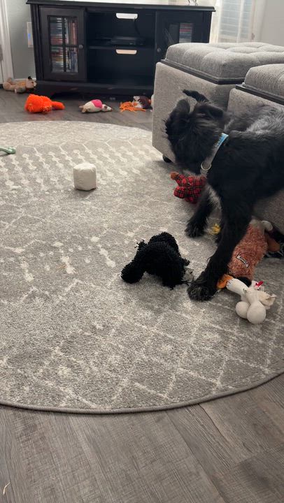 Enlarge Tiana, a ADOPTABLE mixed breed in Plano, TX video 3/3