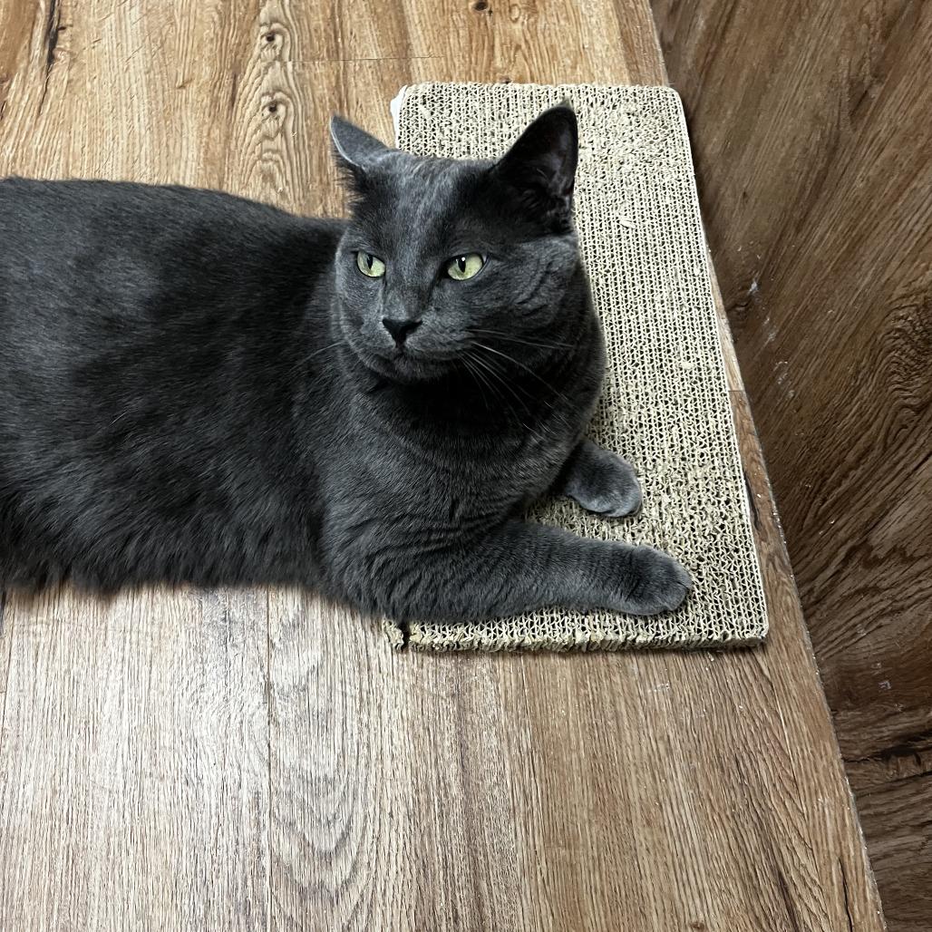 Galinda, Adoptable, Adult Female Domestic Short Hair.