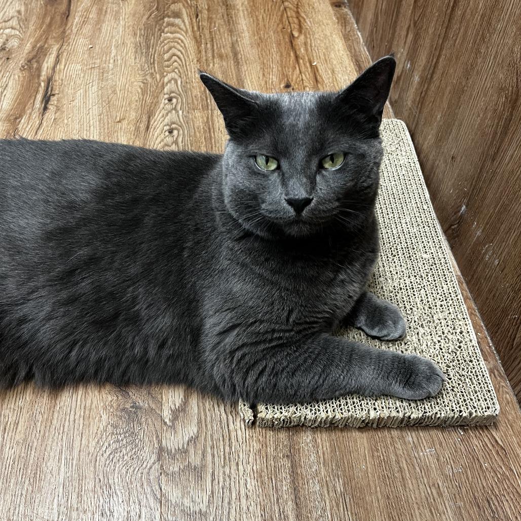 Enlarge Galinda, a Adoptable Domestic Short Hair in Evanston, IL image 2/6