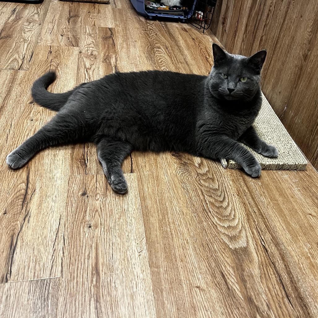 Enlarge Galinda, a Adoptable Domestic Short Hair in Evanston, IL image 3/6