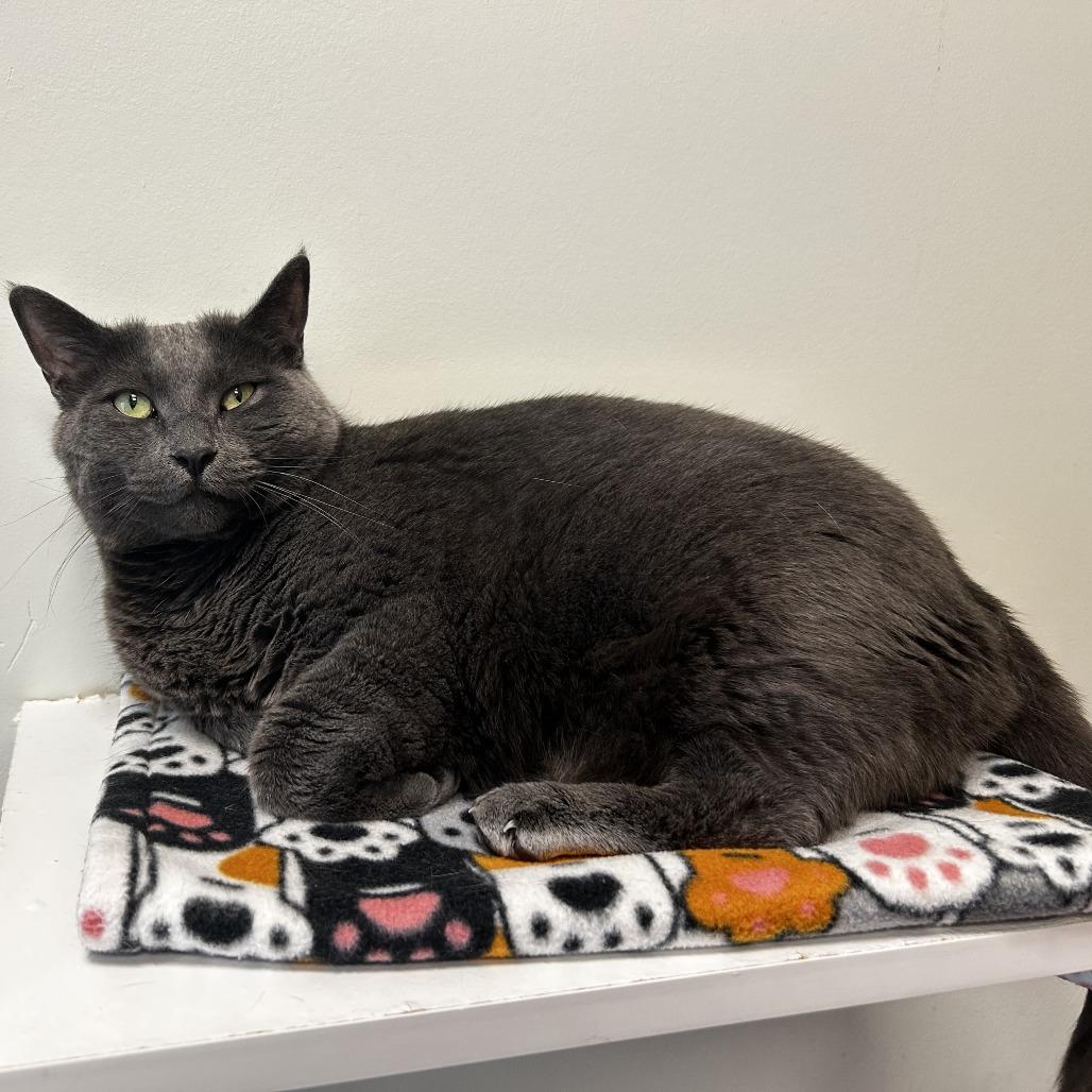 Enlarge Galinda, a Adoptable Domestic Short Hair in Evanston, IL image 4/6