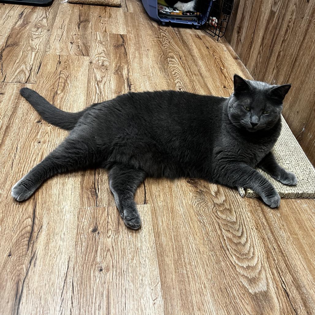 Enlarge Galinda, a Adoptable Domestic Short Hair in Evanston, IL image 5/6