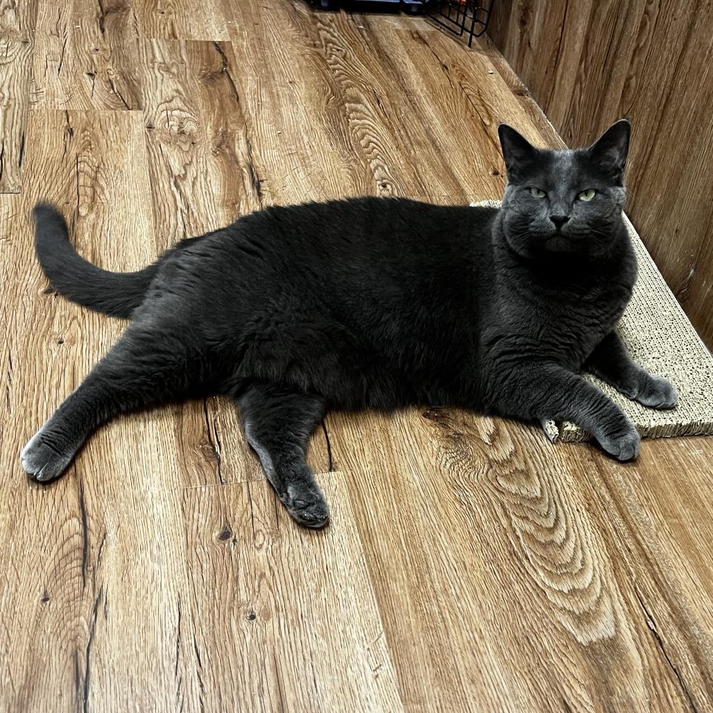 Enlarge Galinda, a Adoptable Domestic Short Hair in Evanston, IL image 6/6